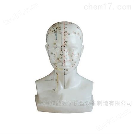 人体头部针灸模型-头部针灸穴位模型-头部经络模型